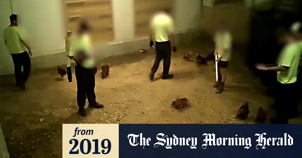 Video Footage reveals animal cruelty at egg farm